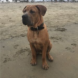 Meet your Posher, David